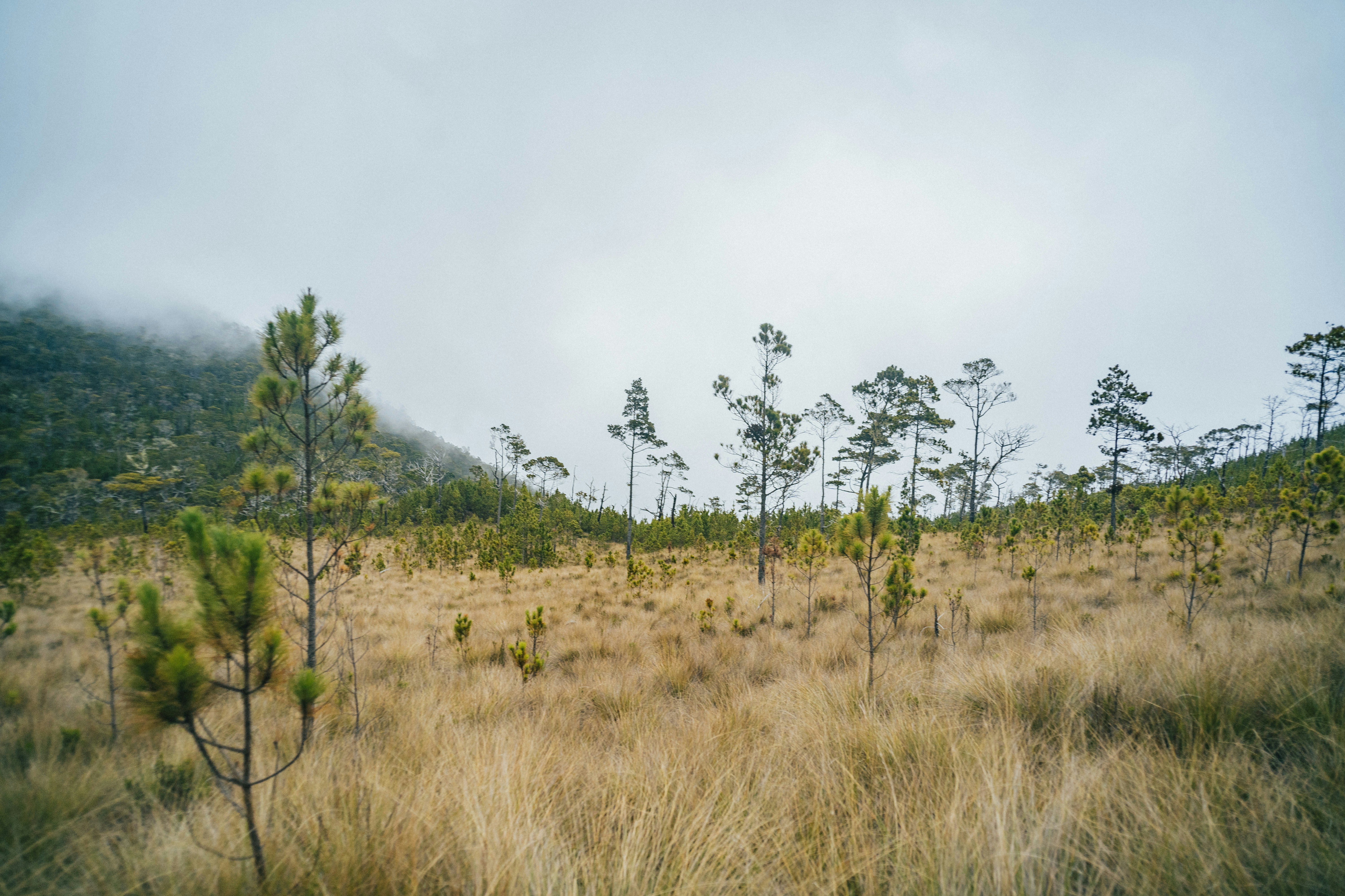 A grassy field with trees in the distance